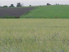 Farm for sale in Colonia Suiza, Uruguay