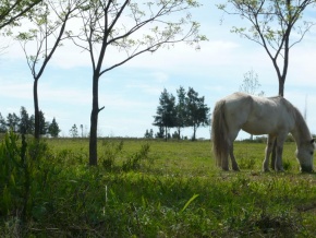 Chacra en venta en Colonia, Uruguay