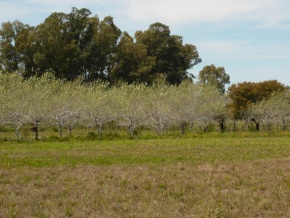 Chacra en venta en Colonia, Uruguay