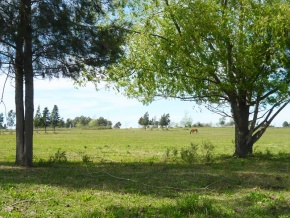 Chacra en venta en Colonia, Uruguay