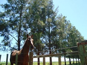Chacra en venta en Colonia, Uruguay