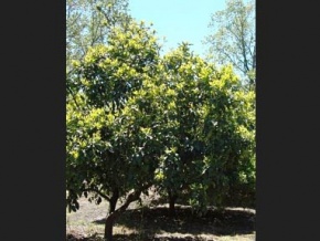 Chacra en venta en Colonia, Uruguay