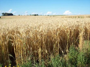 Campo agricola ganadero en venta Colonia, Uruguay