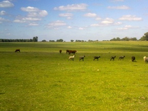 Land for sale in Colonia, Uruguay