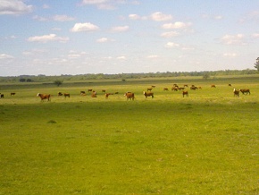 Land for sale in Colonia, Uruguay