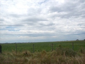 Campo en venta en Uruguay, Campo agricola ganadero en Colonia