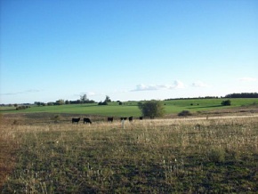 Campo en venta en Uruguay, Campo agricola ganadero en Colonia