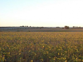Farm for sale in Colonia, Uruguay