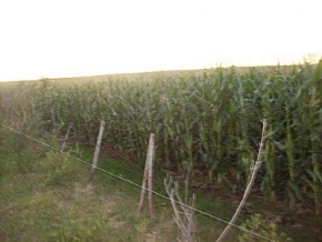 Farm for sale in Colonia, Uruguay