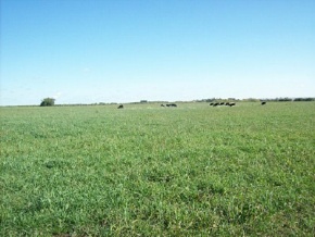Campo en venta en Uruguay, Campo agricola en Colonia