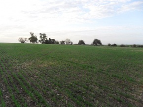 Campo en venta en Uruguay, Campo agricola en Carmelo, Colonia