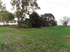 Campo en venta en Uruguay, Campo agricola en Carmelo, Colonia