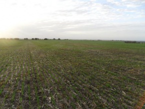 Campo en venta en Uruguay, Campo agricola en Carmelo, Colonia