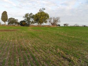 Campo en venta en Uruguay, Campo agricola en Carmelo, Colonia