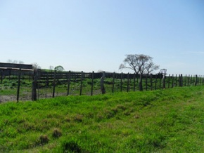 Land for sale in Colonia, Uruguay