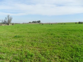 Campo en venta en Uruguay, Campo agricola ganadero en Carmelo, Colonia