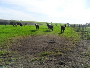 Campo en venta en Uruguay, Campo agricola ganadero en Carmelo, Colonia
