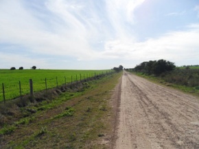 Campo en venta en Uruguay, Campo agricola ganadero en Carmelo, Colonia