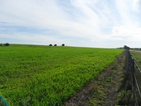 Campo en venta en Uruguay, Campo agricola ganadero en Carmelo, Colonia