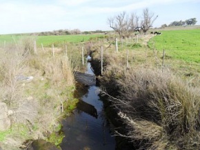 Campo en venta en Uruguay, Campo agricola ganadero en Carmelo, Colonia