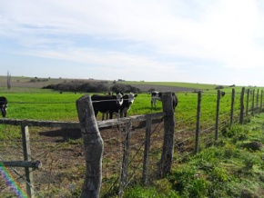 Campo en venta en Uruguay, Campo agricola ganadero en Carmelo, Colonia