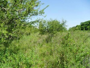 Chacra en venta en Colonia, Uruguay