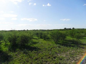 Campo en venta en Uruguay, Campo Agrícola-Ganadero, Carmelo, Colonia
