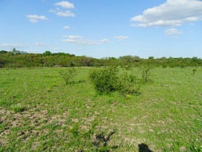 Campo en venta en Uruguay, Campo Agrícola-Ganadero, Carmelo, Colonia