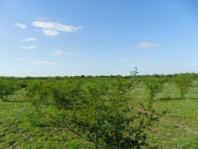 Campo en venta en Uruguay, Campo Agrícola-Ganadero, Carmelo, Colonia
