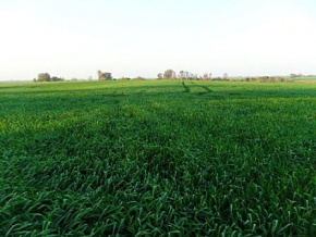 Land for sale in Colonia, Uruguay