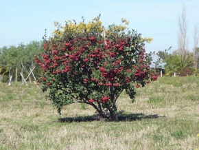 Chacra en venta en Colonia, Uruguay