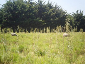 Chacra en venta en Colonia, Uruguay