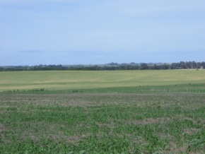 Campo en venta en Uruguay, Campo Agrícola, Colonia