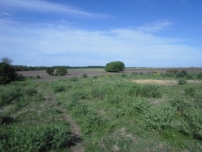 Campo en venta en Uruguay, Campo Agrícola, Colonia