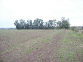 Campo en venta en Uruguay, Campo agrícola ganadero, San José