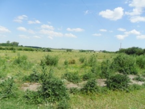 Campo agrícola en venta en Colonia, Uruguay