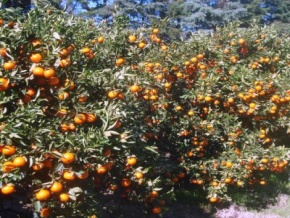 Campo agrí­cola-ganadero-frutícola-turí­stico sobre la costa en Montevideo