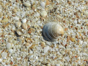 ANGOSTURA - ROCHA, SENSACIONAL campo con varios kilometros de costa del Oceano Atantico y la Laguna 