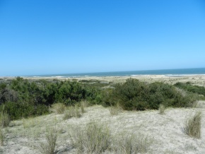 Exclusive tourist-forest land for sale, stunning countryside with several miles of the Atlantic coast and the Laguna Negra, Rocha, Uruguay