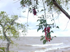 Chacra en venta sobre el Rio de la Plata, San Pedro, Colonia, Uruguay