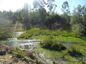 Campo turÃ­stico forestal con playa privada en venta en Uruguay