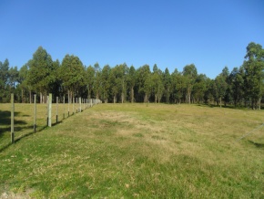 Campo turÃ­stico forestal con playa privada en venta en Uruguay