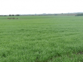 Campo agricola-ganadero: 360 has en venta en San Jose, Uruguay