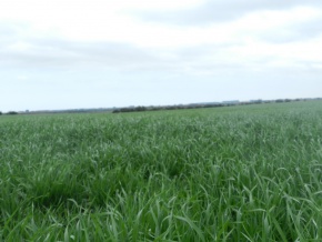 Campo agricola-ganadero: 360 has en venta en San Jose, Uruguay