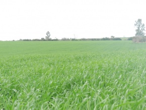 Campo agricola-ganadero: 360 has en venta en San Jose, Uruguay