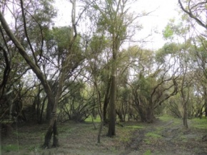Chacra en venta con playa privada y rio navegable, Colonia, Uruguay