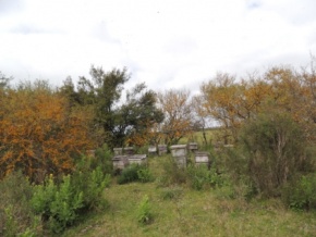 Chacra en venta con playa privada y rio navegable, Colonia, Uruguay