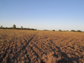 EXCELLENT 59 acre field - 100% farming able for sale in Canelones, Uruguay