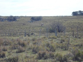 Muito bom campo pecuarista em venda a 45 km de Nueva Helvecia e 15 km de Cardona, Uruguai