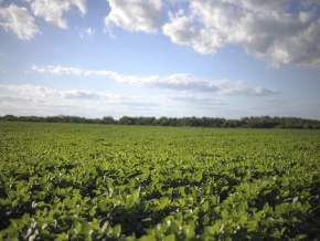Campo agricola en venta: 134 hectareas con costa al Ri­o San Juan, Colonia